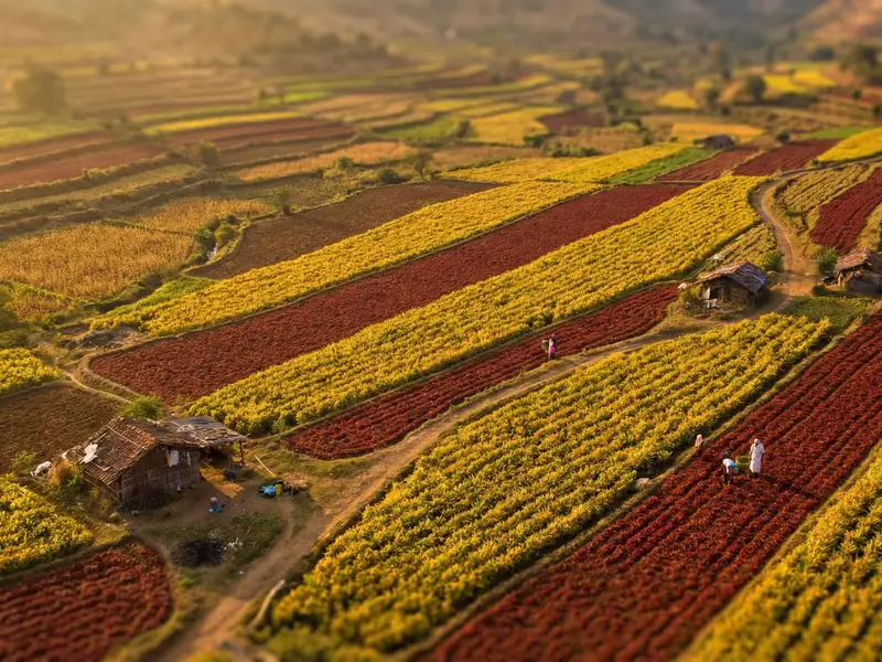 Indian turmeric and chilli spice fields